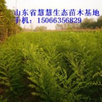 大量供應國槐苗、椿樹苗、北欒苗、合歡苗、速生白蠟苗