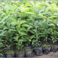 供應楠木（楨楠）容器苗高度20-30公分
