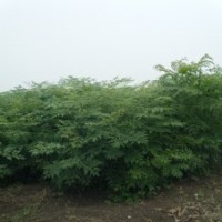 供應欒樹小苗