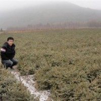 急售一批占地甘肅云杉，小云杉苗木
