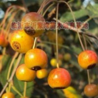 供應甜茶種子、甜茶果、甜茶苗、甜茶根、甜茶芽苗