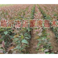 供應北美海棠、絢麗海棠、紅寶石海棠、長壽果