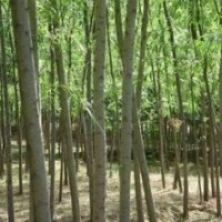 綠化喬木速生柳,黃柳,榆樹(shù)