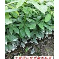 楨楠杯苗，楠木苗，楠木小苗
