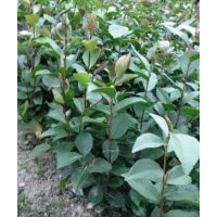 大量供應(yīng)油茶苗，一年生油茶苗，歡迎洽談