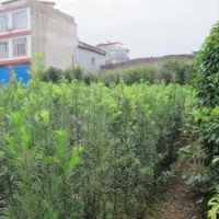 供應廣西陽朔縣羅漢松苗種植2年高度在1米左右