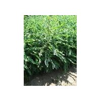 山西皂角苗 供應優質皂角苗