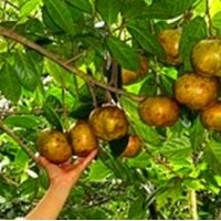 供應(yīng)80-120厘米高廣西觀賞油用型大果紅花油茶苗