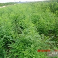 供應國槐苗.高度50公分到1米.山桃苗.花椒苗