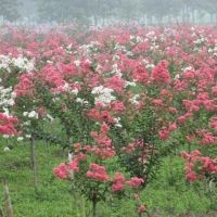 山東平邑低價處理百日紅小苗、杜仲樹