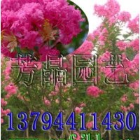 小葉紫薇苗,大葉紫薇苗,大花紫薇苗,紫薇種子
