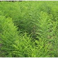 供應(yīng)國(guó)槐小苗-優(yōu)質(zhì)價(jià)格低-苗好