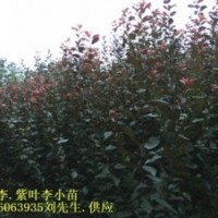 紅葉李小苗 獨桿紅葉石楠小苗，紅葉李小苗，三角楓小苗，香樟小