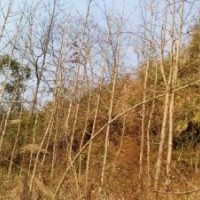 供應桂花，紅豆杉，銀杏