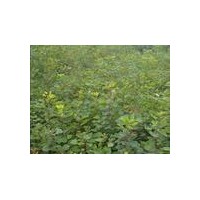 黃櫨苗 黃櫨苗價格 山東黃櫨苗 黃櫨苗基地 供應黃櫨苗