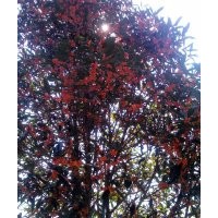 批發福建朱沙桂 丹桂  浦城丹桂,大紅丹桂,丹桂