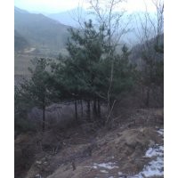 供應國槐 刺槐 油松 白皮松 側柏