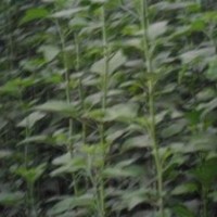 優質木槿花樹苗|山東優質木槿花樹苗|，誠信為本