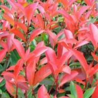供應紅葉石楠球、容器苗