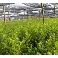 出售當年生紅豆杉大小苗多年生苗等等....供應造林苗;濕地松400萬