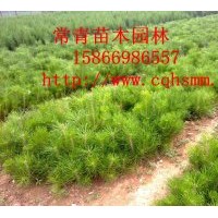 特價供應油松小苗，50公分油松苗