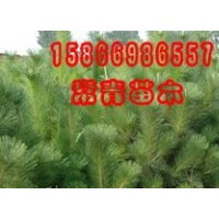 特價供應黑松小苗，80公分黑松苗