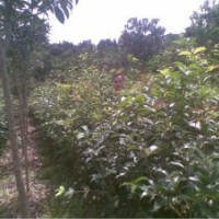 桂花小苗供應