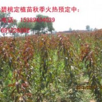 紅葉桃苗、紅葉碧桃兩年生苗、高桿碧桃苗