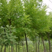 山西國槐苗 山西優質國槐苗 國槐樹 山西優質
