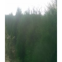 供應白皮松 油松 華山松 黑松 1.5-2米的蜀檜 側柏