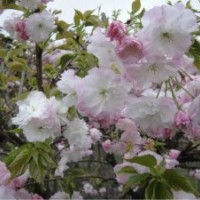 本店大量供應各種綠化苗木櫻花,桂花,海棠