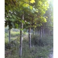 各種綠化苗木國槐 法桐 白蠟 柳樹  海棠  碧桃  山桃 榆葉梅 紅