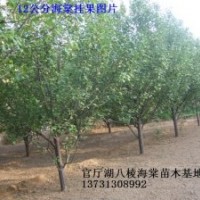 八棱海棠哪里有