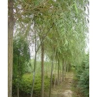 苗農供應柳樹 柳樹種植基地 速生柳價格 漳河柳價格、旱柳價格、