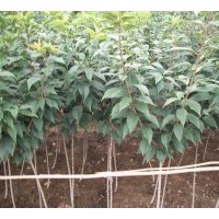 出售櫻花當年小苗、各種規格櫻花苗木