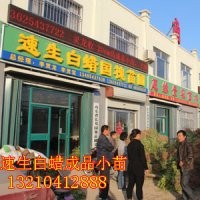 大量供應速生白蠟小苗 半成品 秋憋子白蠟苗
