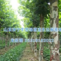 種法桐樹的前景|速生法桐是怎樣過冬的-濟寧綠源苗圃