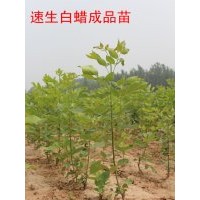 白臘2號20-30公分高 國槐10-30公分 柳樹1-4公分