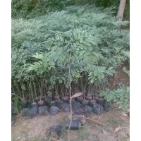 供應黃花梨