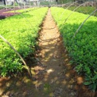 供應紅繼木,紅背桂,毛杜鵑苗,塔柏,茶花