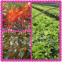 喬木-供應(yīng)桂花小苗與5-8公分大樹