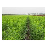 龍柱碧桃苗龍柱碧桃苗價格山東龍柱碧桃苗龍柱碧桃苗產地