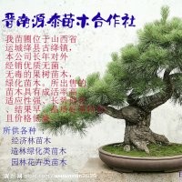 長期供應白皮松，油松，國槐苗等