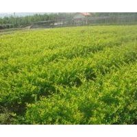 急售一批優(yōu)質花木國槐、欒樹、合歡、青桐、白臘、大葉女貞、垂柳