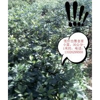 低價處理20公分高速生白蠟小苗 白蠟悶子