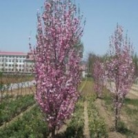 優質龍柱碧桃樹苗|山東優質龍柱碧桃樹苗|，誠信為本
