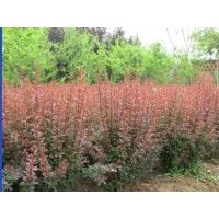 供應(yīng)紅葉小檗苗、紫葉小檗苗