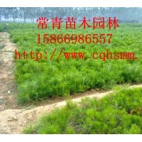 銷售大量黑松苗，黑松小苗