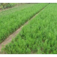 營養杯/側柏苗/白皮松/油松/華山松