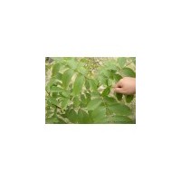 山西核桃苗 品種核桃苗 山楂苗 棗樹苗 柿子苗